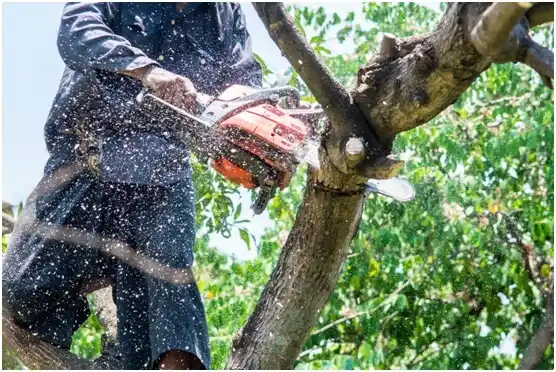 tree services Rutledge